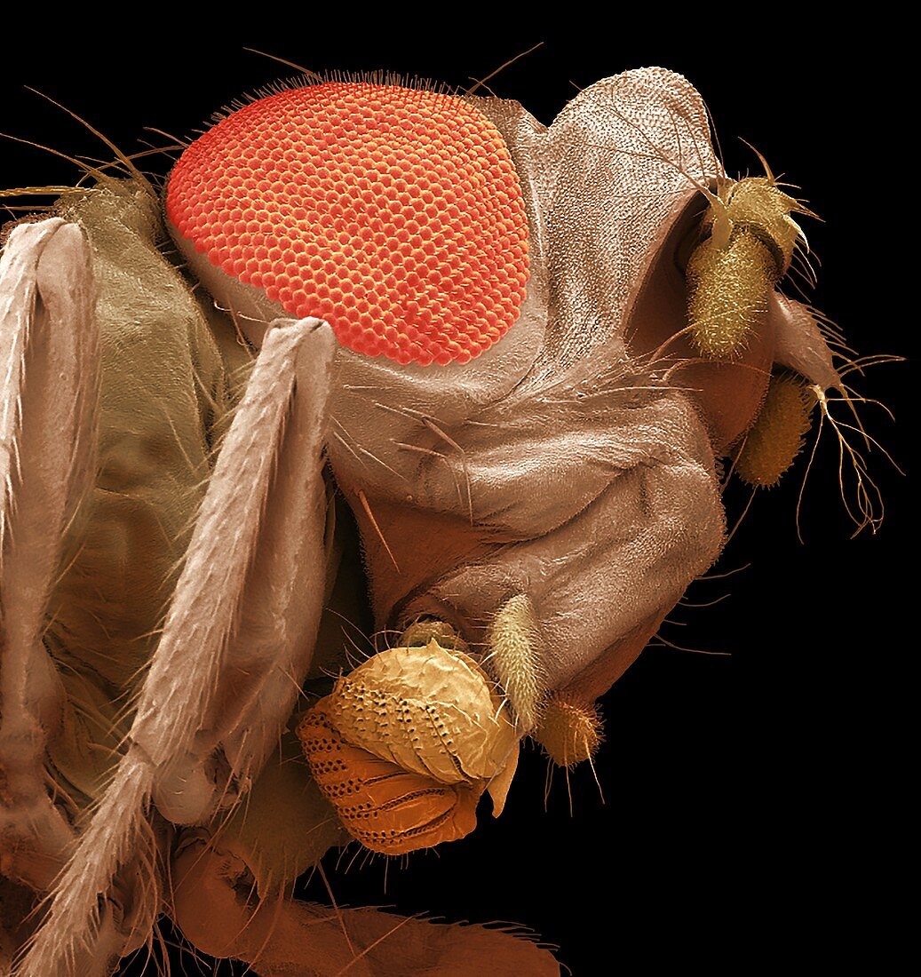 Fruit fly head, SEM