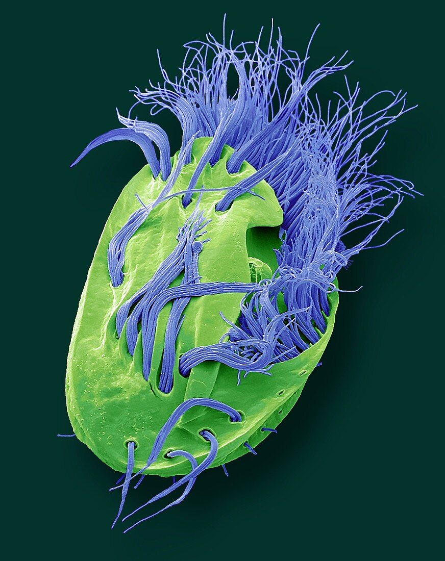 Euplotes ciliate protozoan, SEM