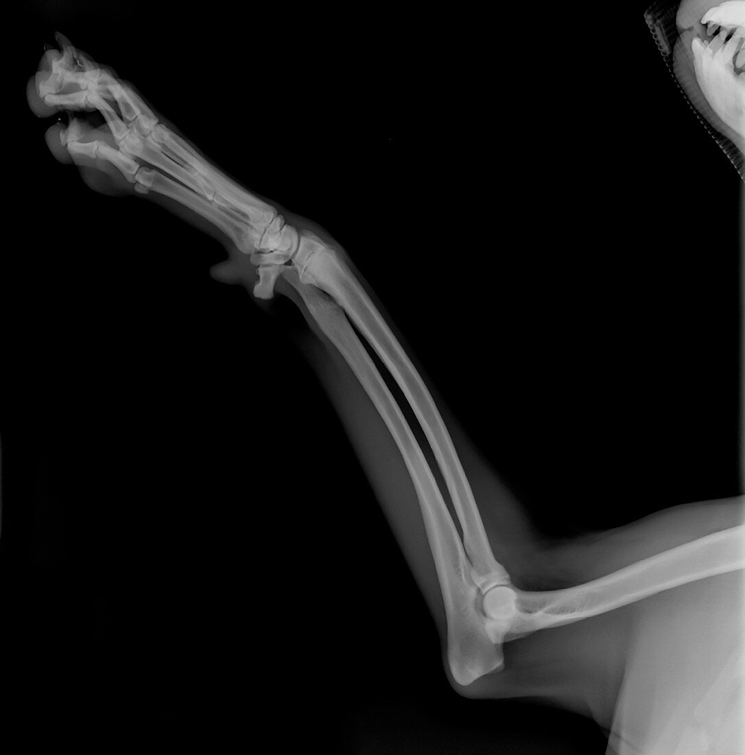 Dog's front left leg, X-ray