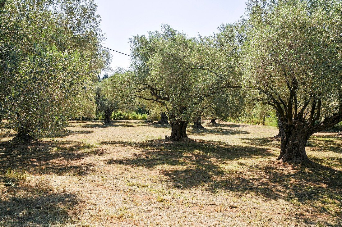 Olive tree orchard, Israel