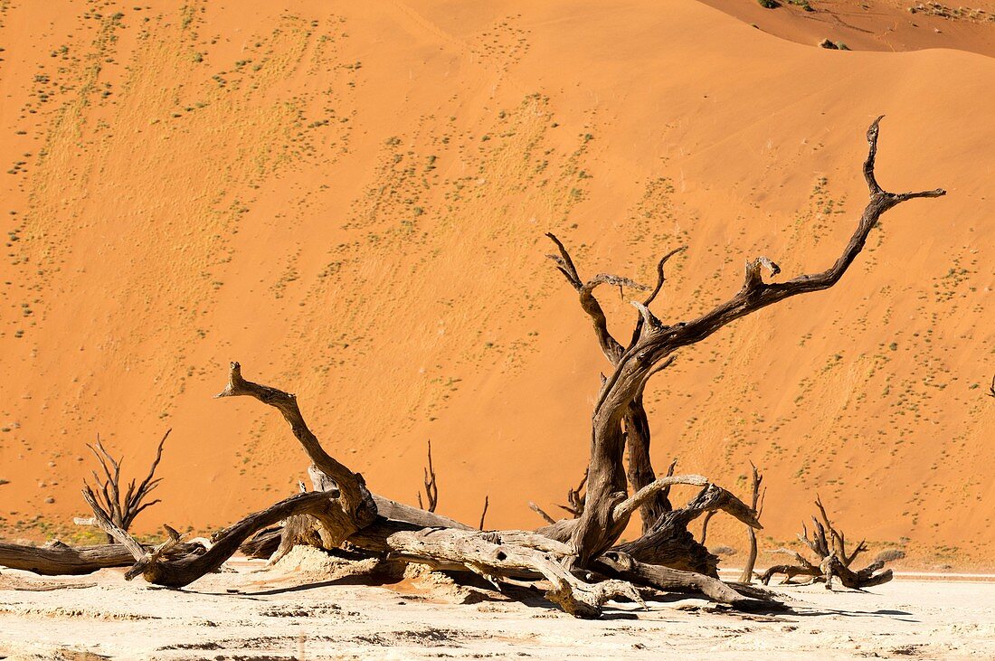 Dead trees in desert, Namibia