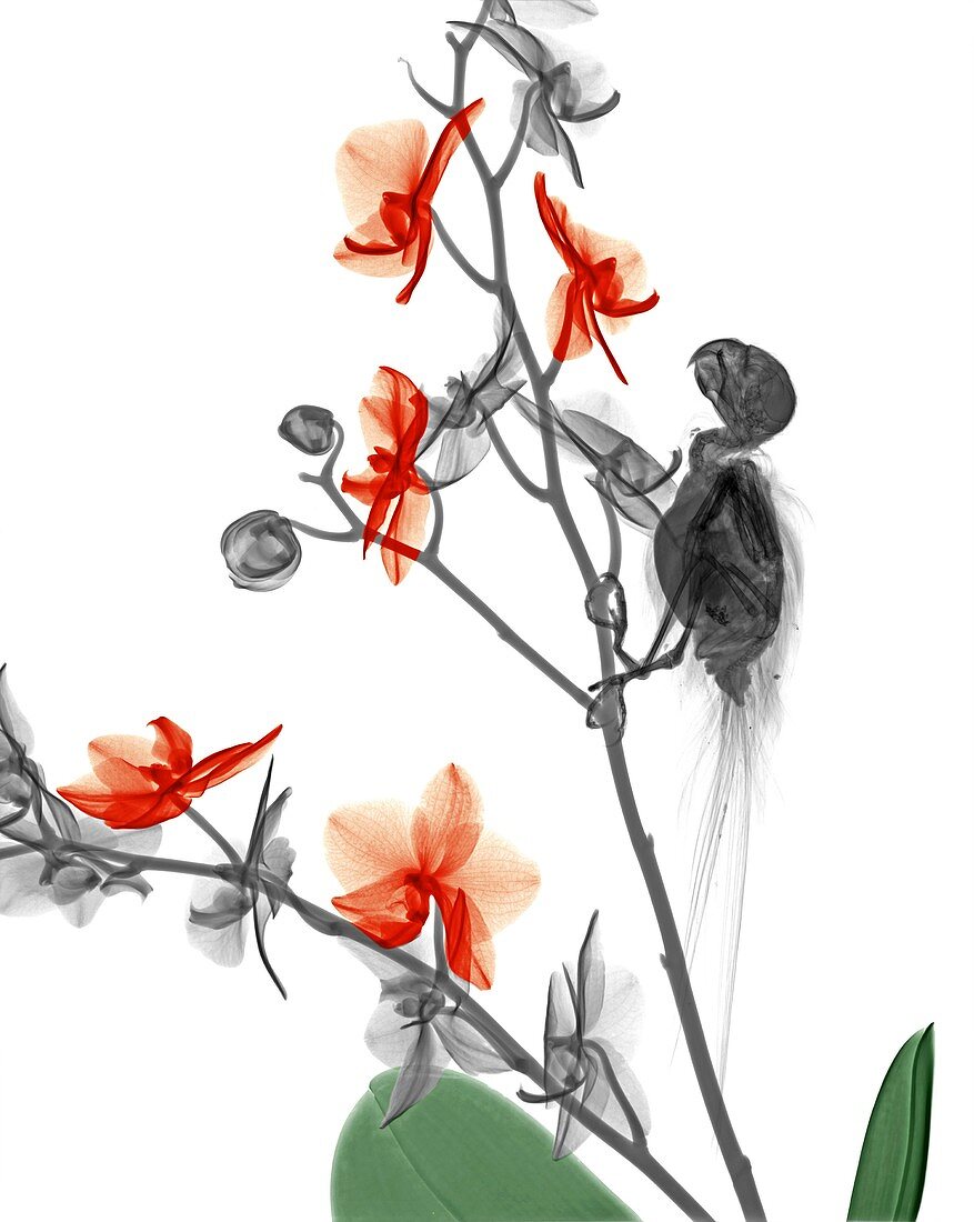 Parakeet and orchid, X-ray