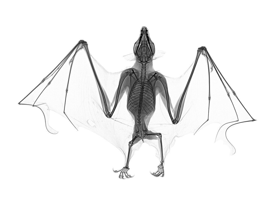 Egyptian fruit bat, X-ray