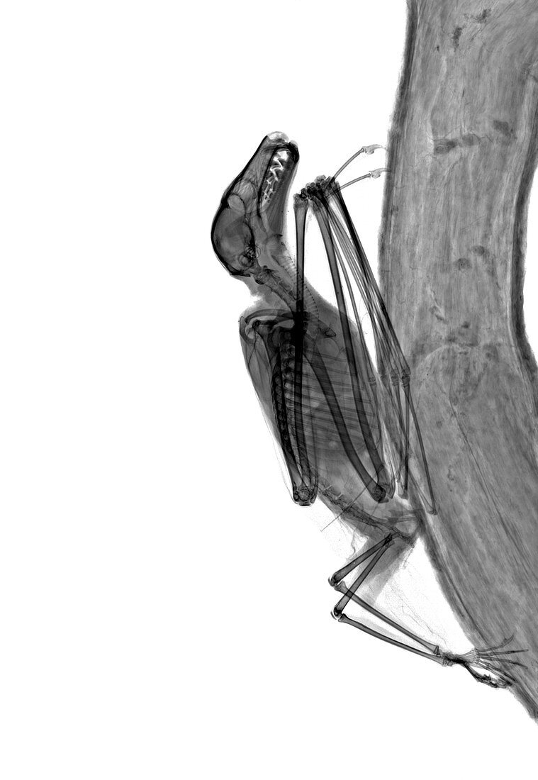 Egyptian fruit bat climbing on a tree, X-ray