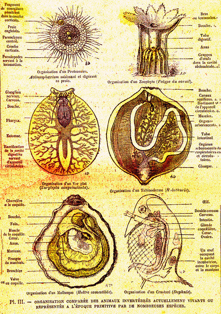 Evolution of aquatic organisms, 19th Century illustration