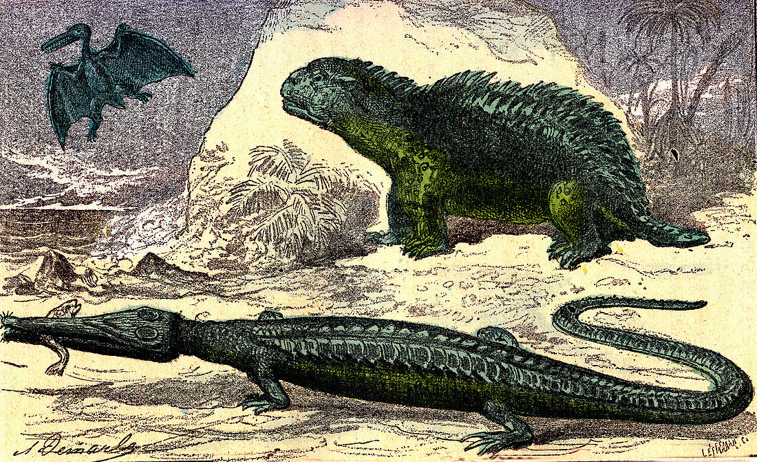 Prehistoric reptiles, 19th Century illustration