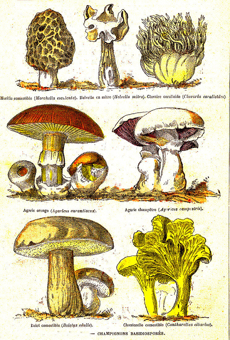 Mushrooms, 19th Century illustration