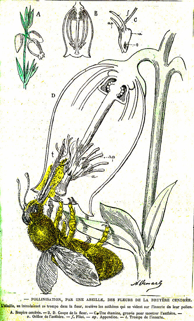 Insect pollination, 19th Century illustration