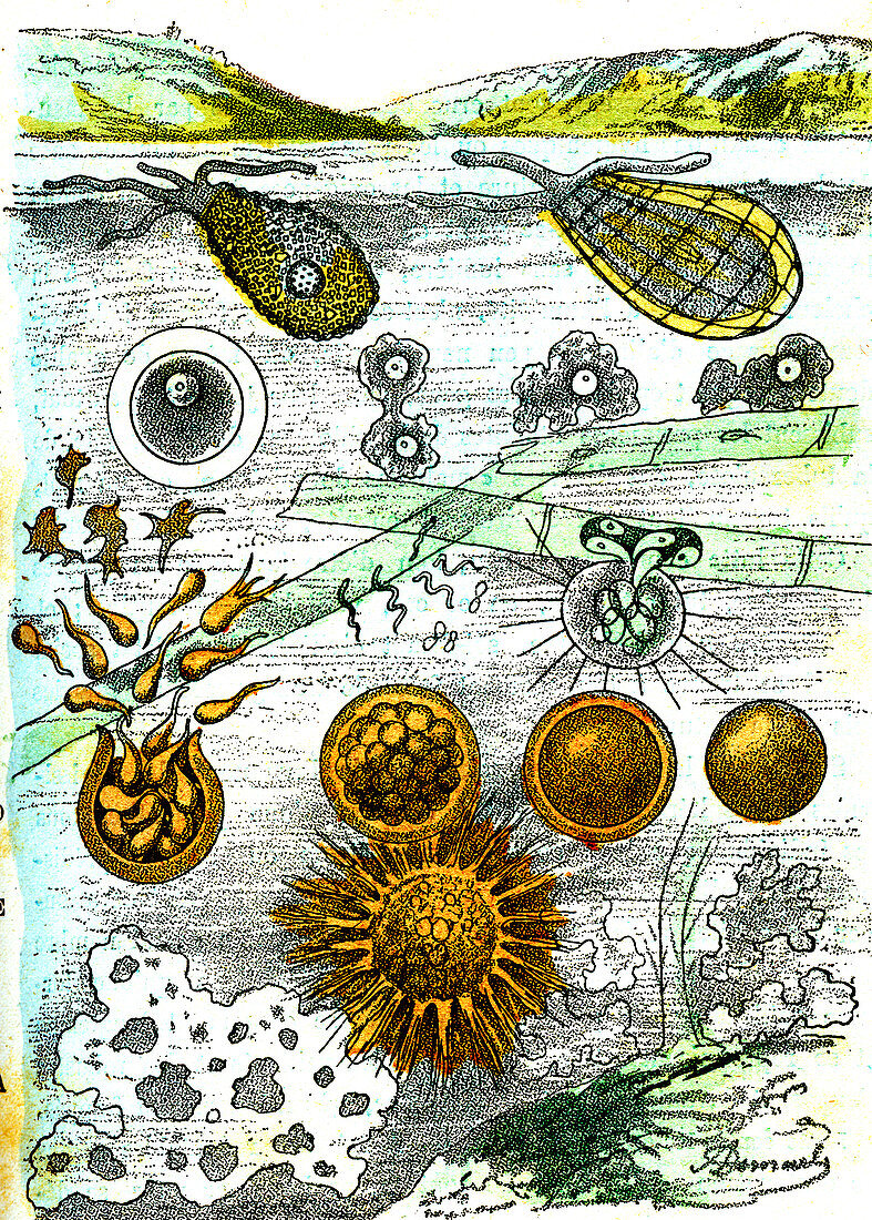 Prehistoric micro-organism, 19th Century illustration