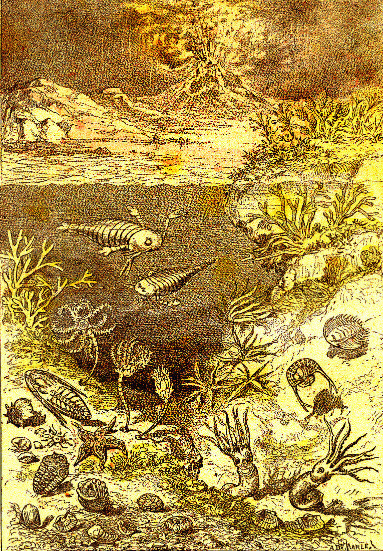 Prehistoric sea animals, 19th Century illustration