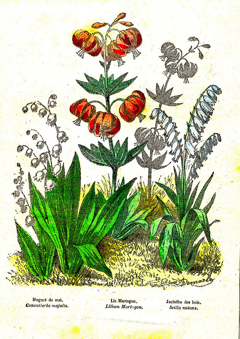 Monocot plants, 19th Century illustration
