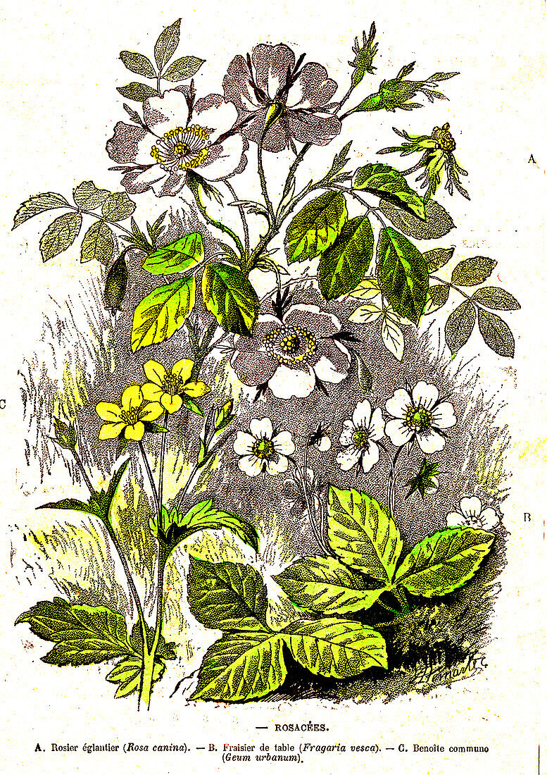 Rosaceae plants, 19th Century illustration