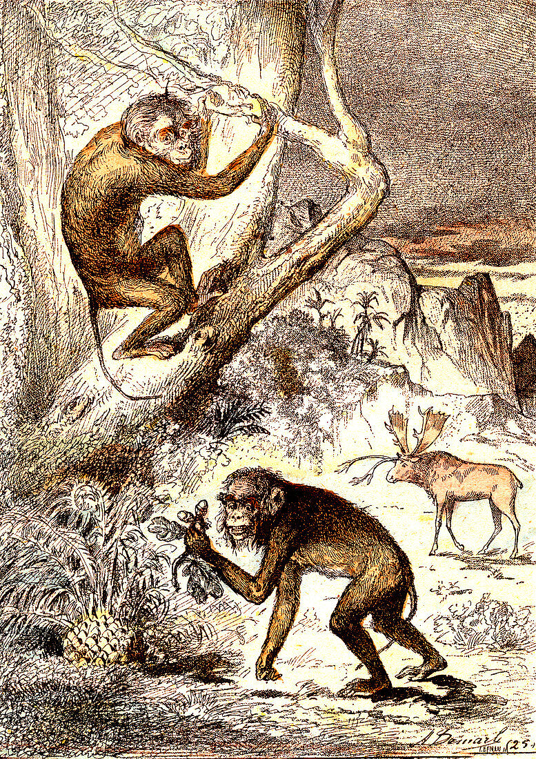 Prehistoric macaques, 19th Century illustration