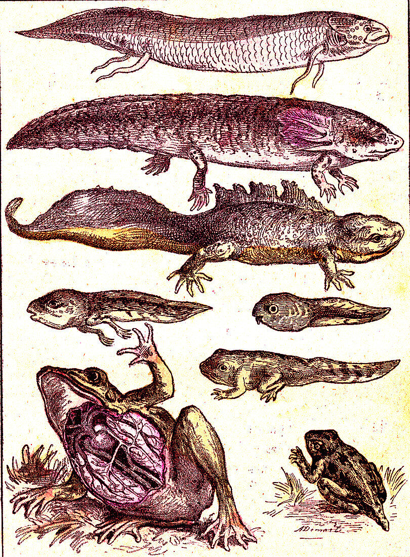 Evolution of amphibians, 19th Century illustration