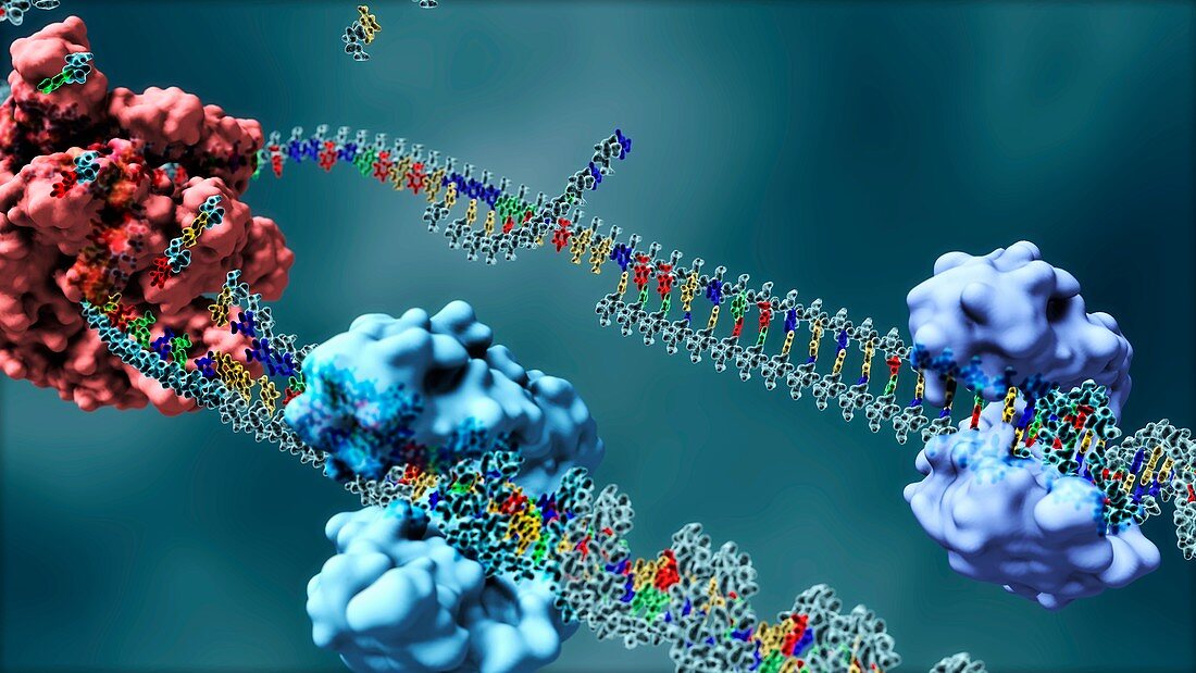 DNA replication, illustration