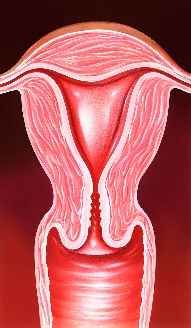 Uterus and cervix, illustration