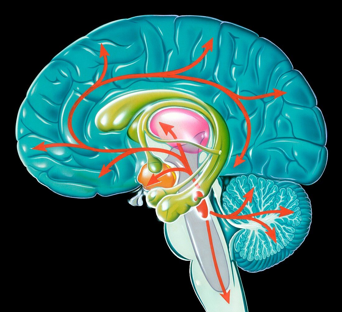 Neurology of Alzheimer's disease, illustration
