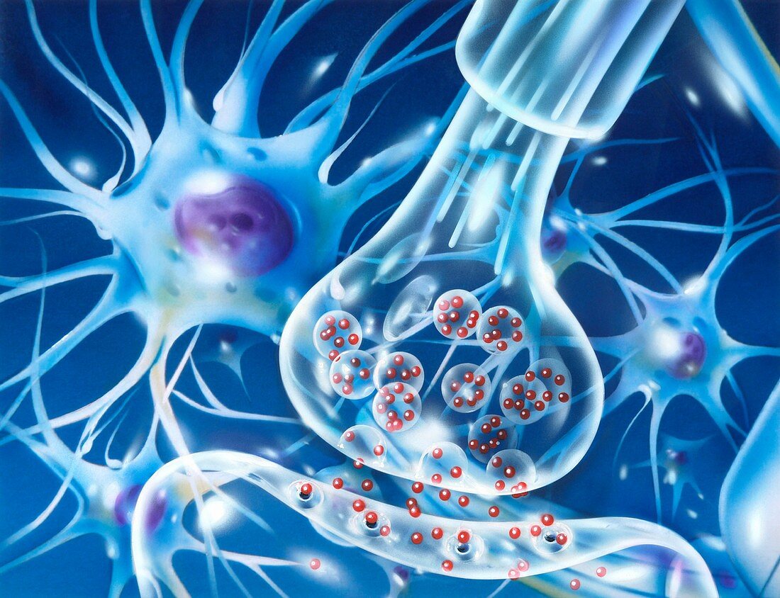 Nerve synapse, illustration