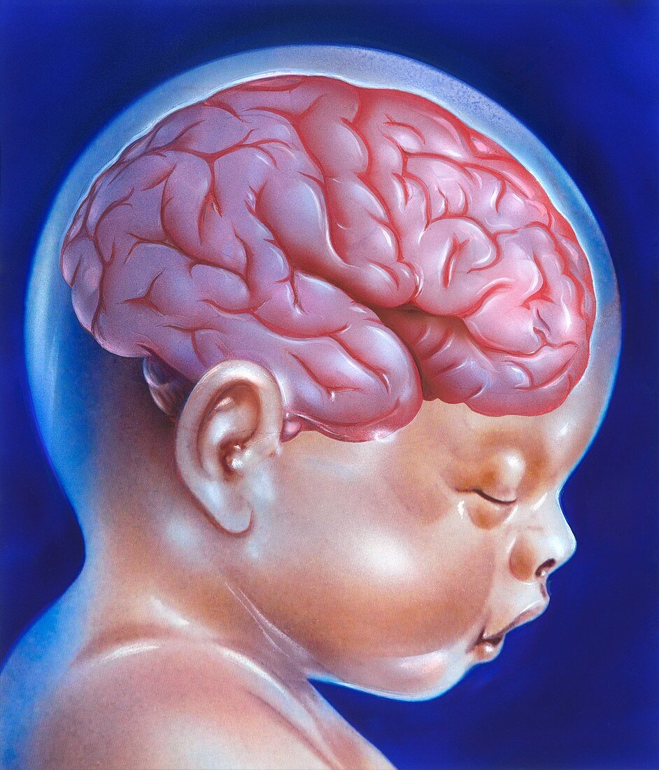 Baby's brain at full term, illustration