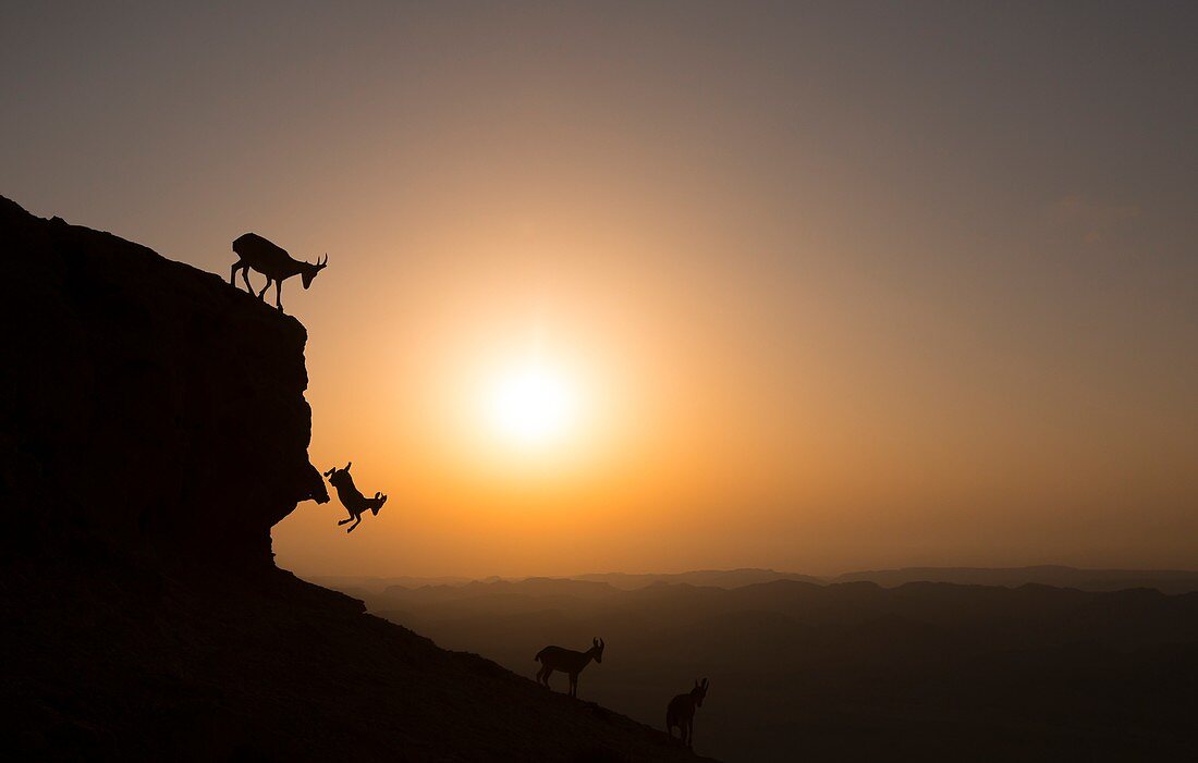 Nubian ibex at sunrise