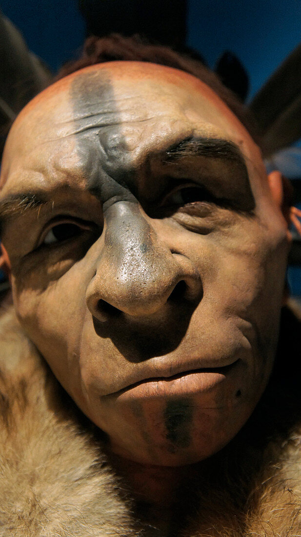 Feathered Neanderthal, museum display