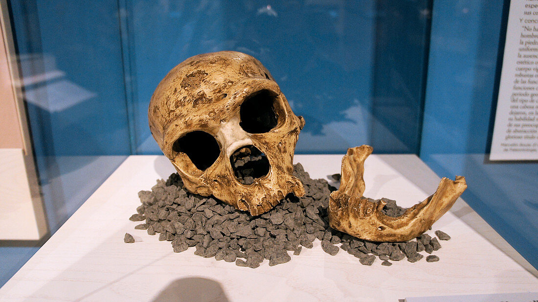La Chapelle-aux-Saints Neanderthal skull