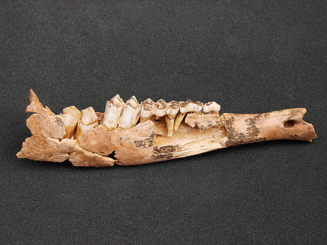 Deer jaw bone fossil