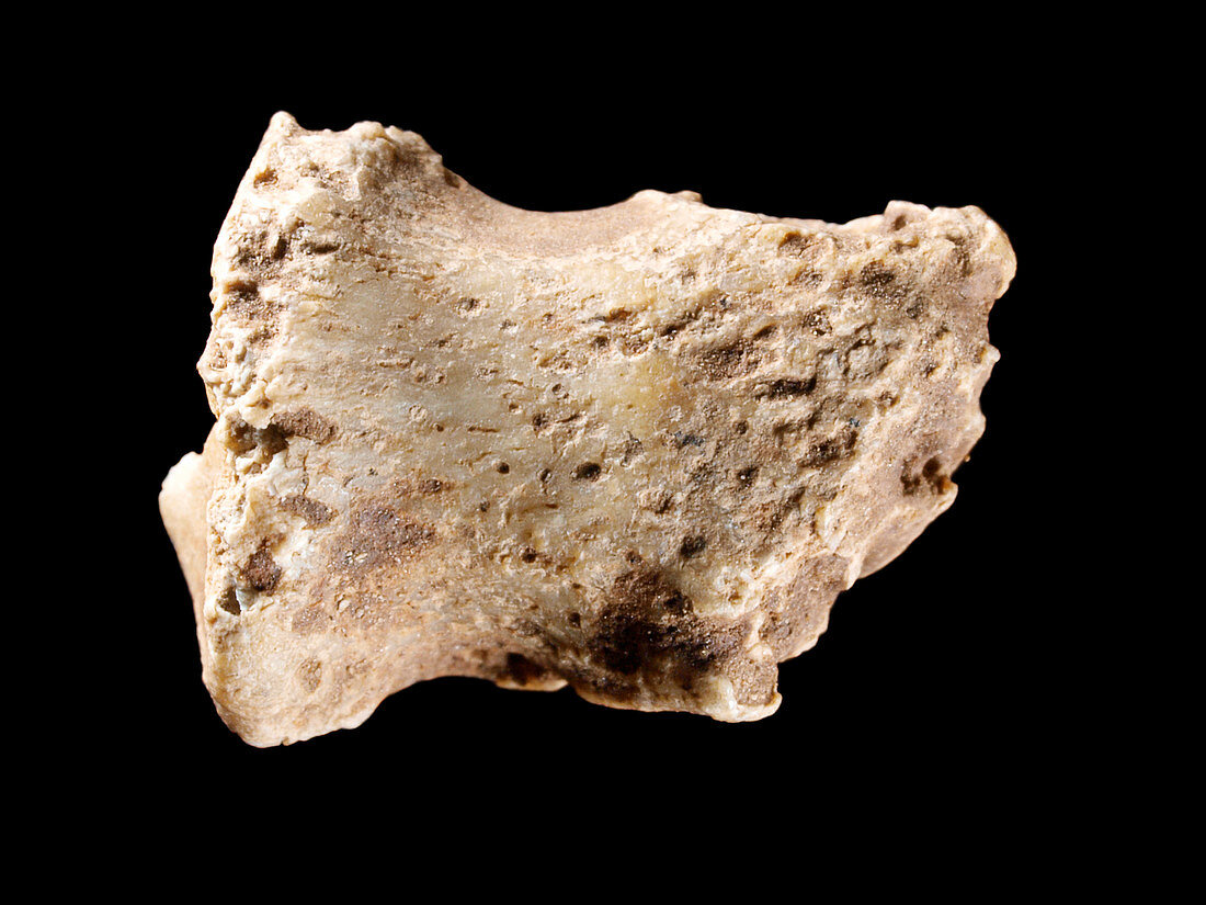 Neanderthal foot bone fossil