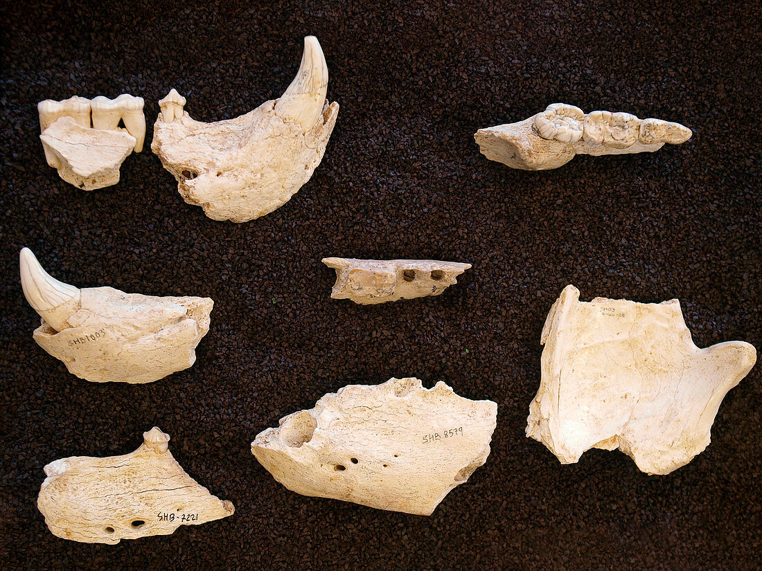 Prehistoric fossil bear jaw bones
