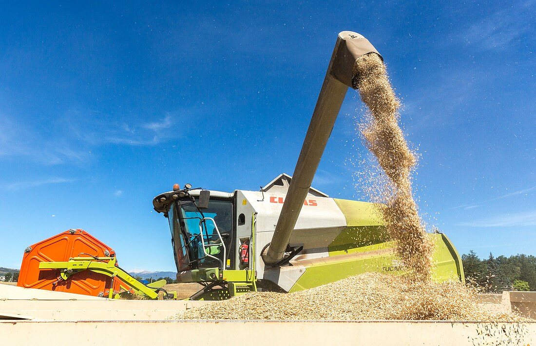 A combine harvester discharges wheat.