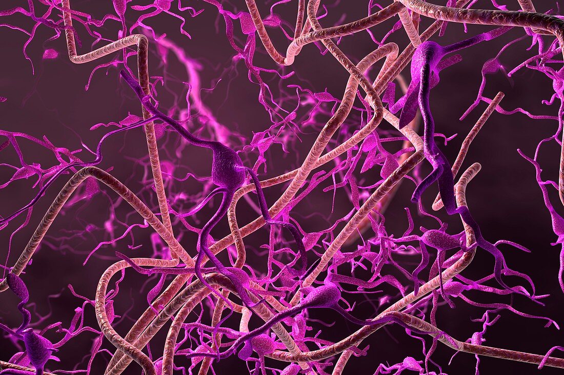 Nerve cells and blood vessels, illustration