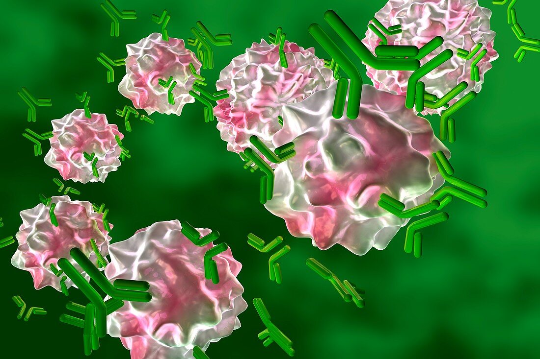 Immune response to a virus, illustration