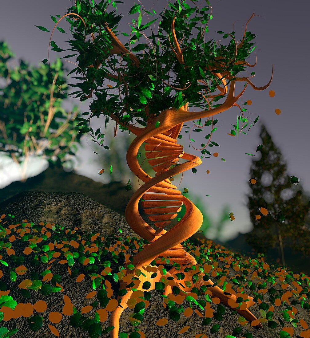 DNA tree, conceptual illustration