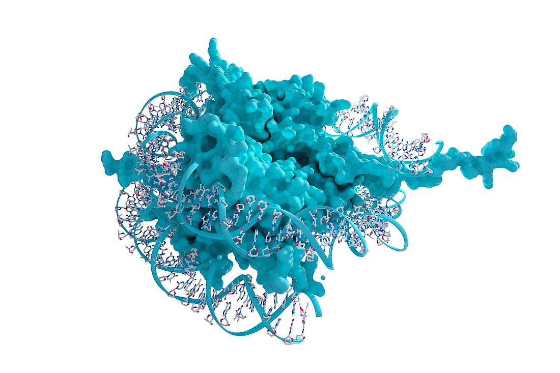 Nucleosome, illustration