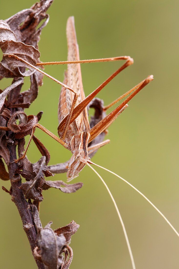 Lily bush cricket