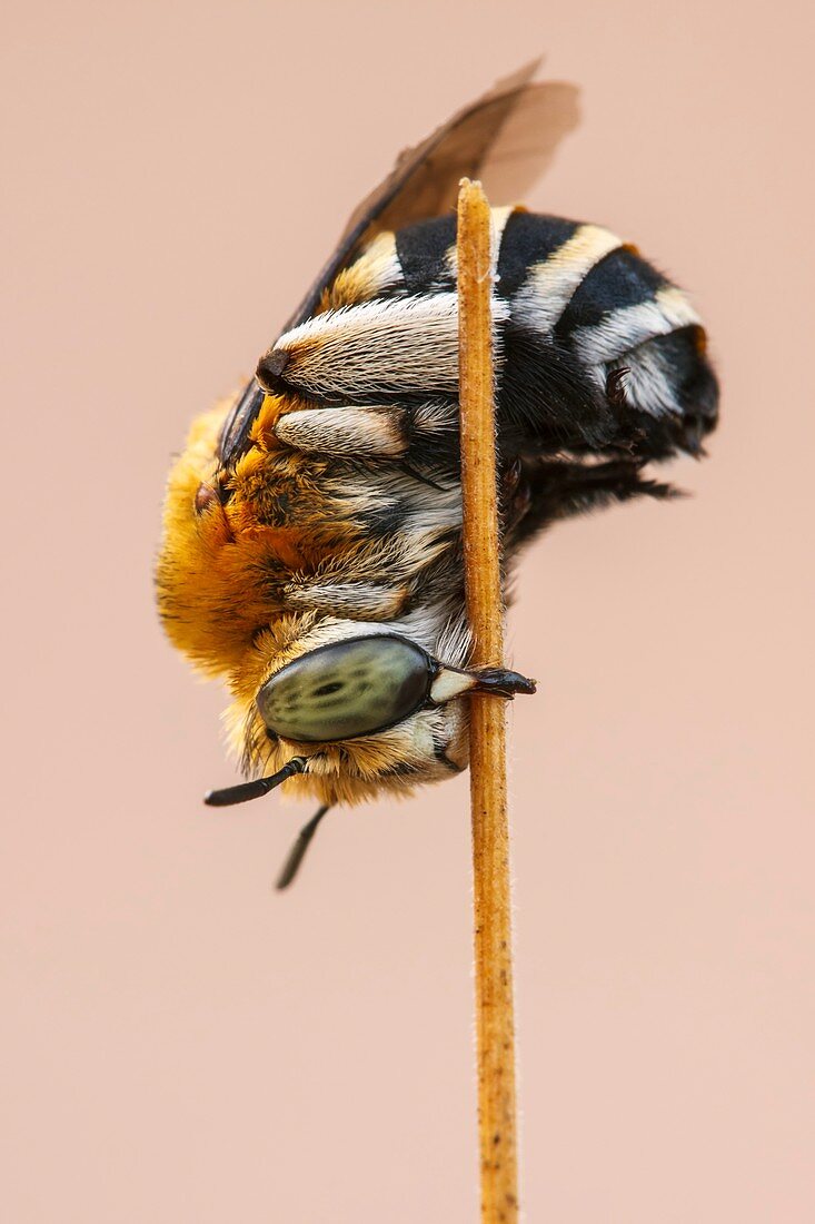 Green-eyed bee