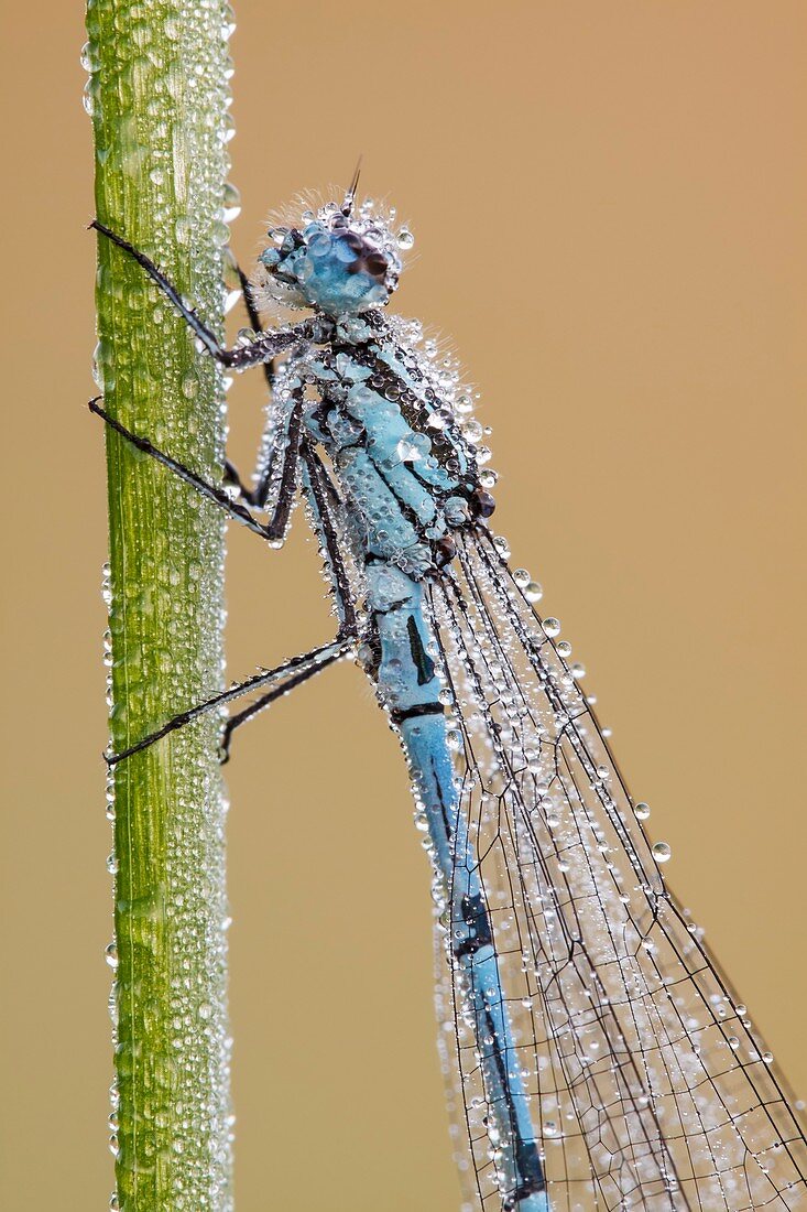 Azure damselfly