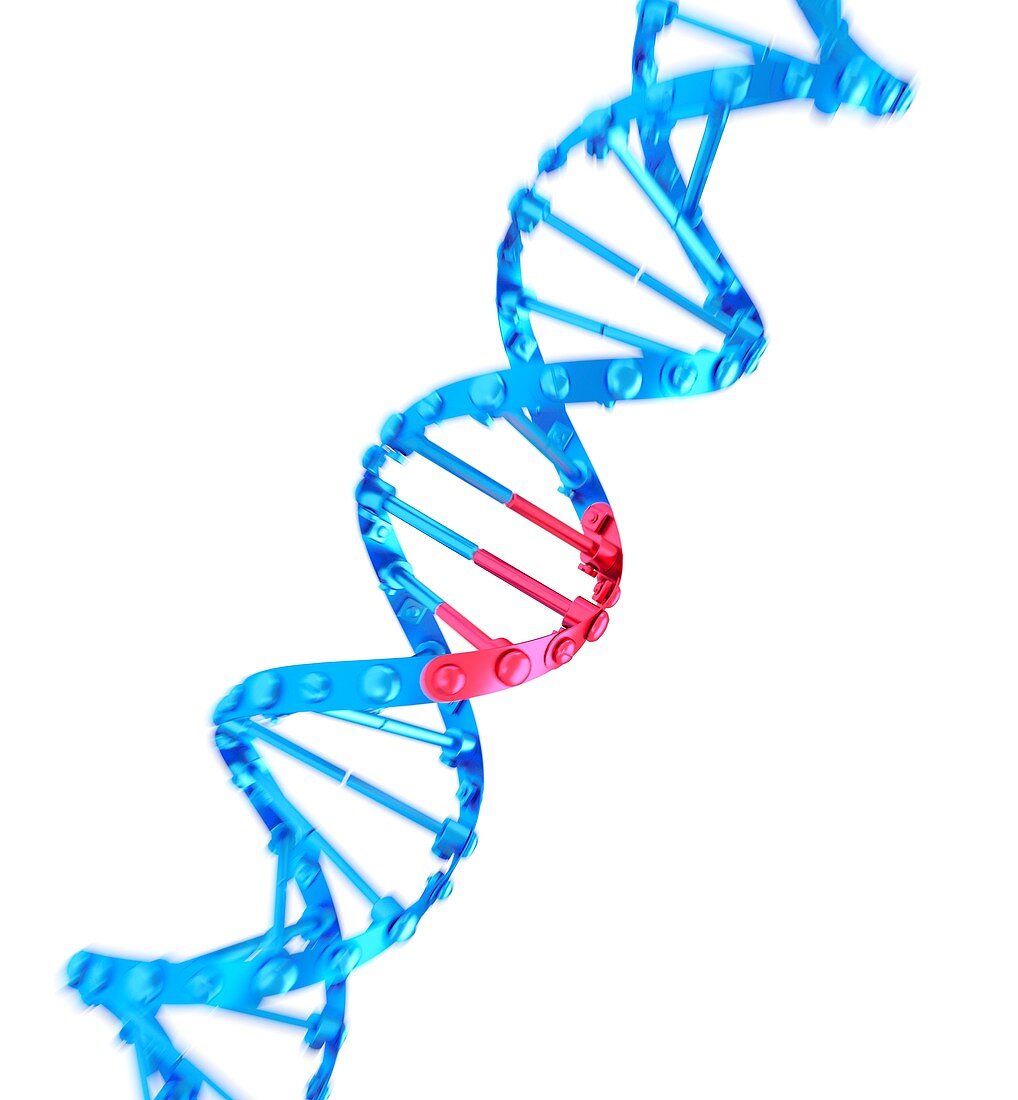 CRISPR-Cas9 gene editing, illustration