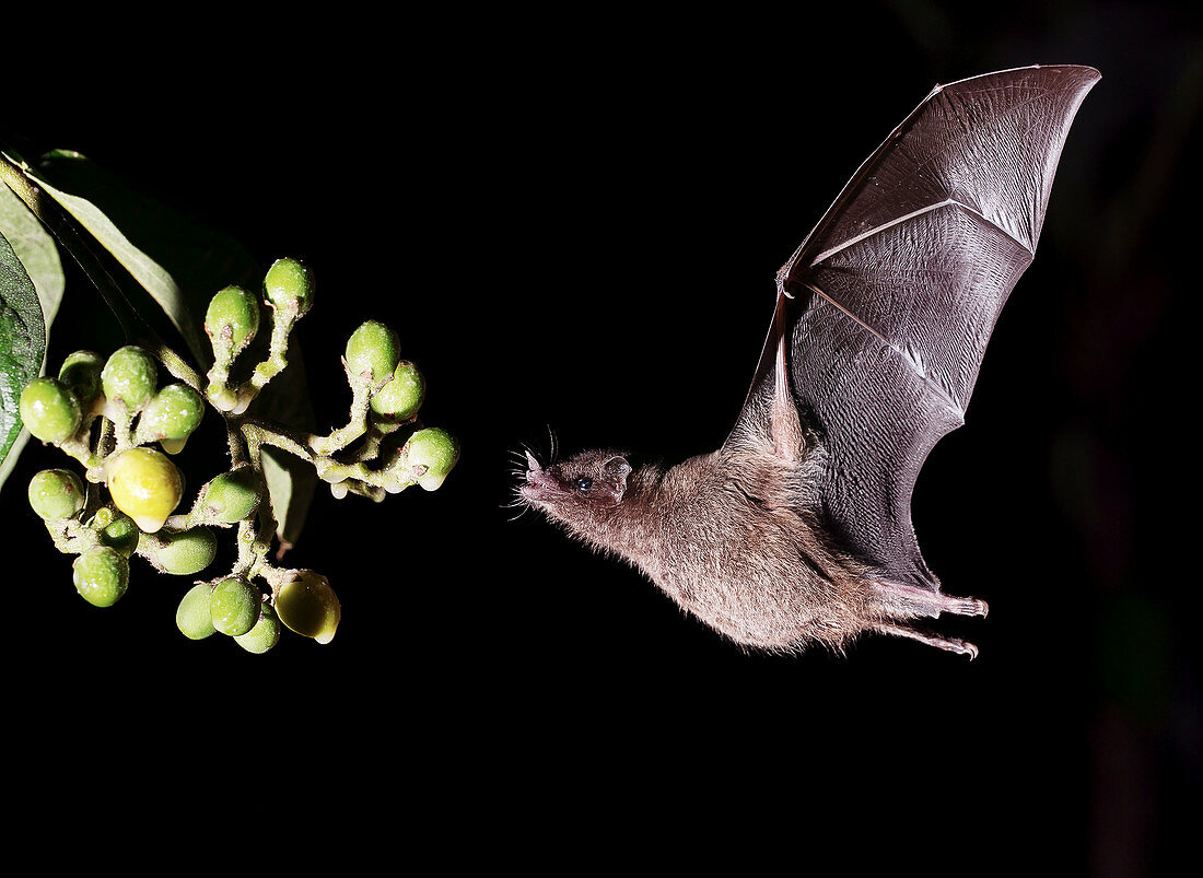 Geoffroy's tailless bat feeding