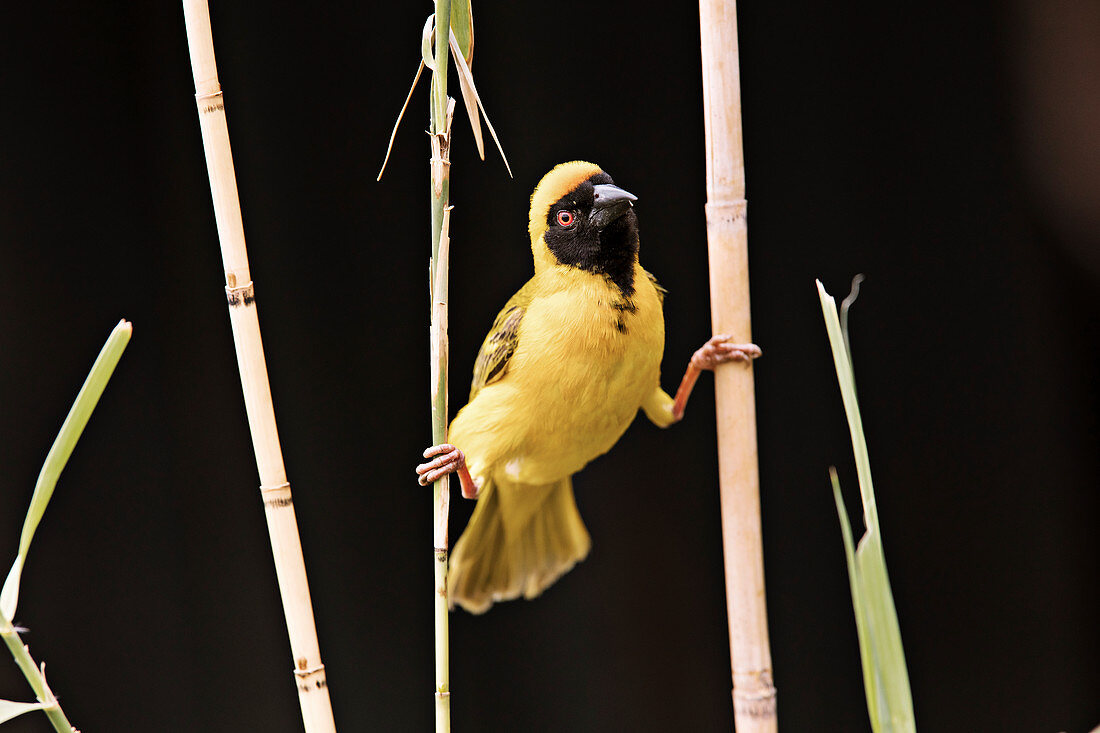 Weaver on grass stalks