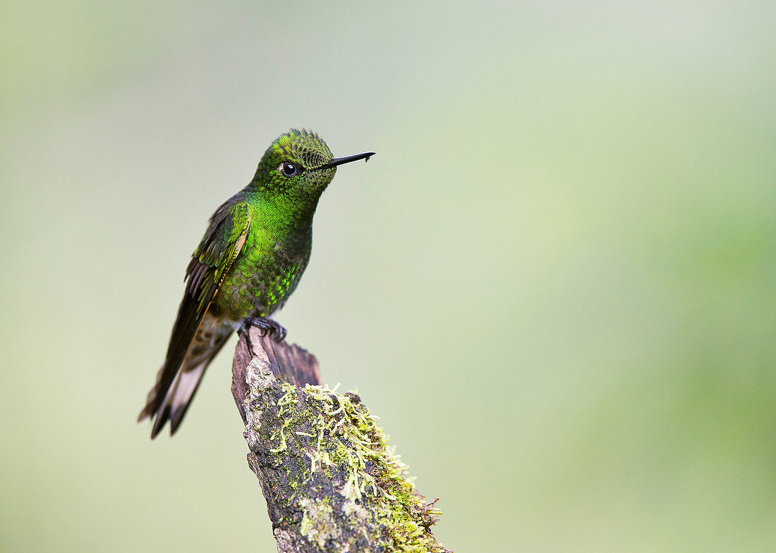 Western emerald hummingbird
