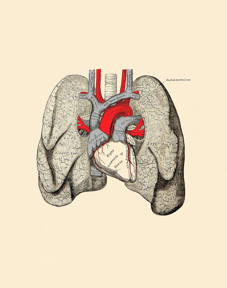 Heart and lungs, artwork