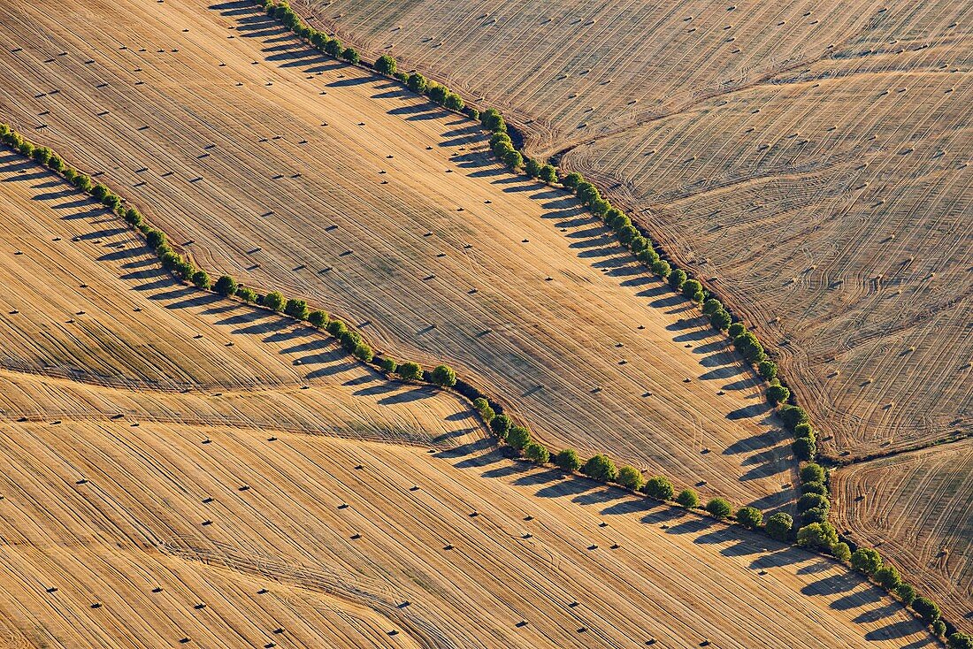 Tree shadows in fields, aerial photograph