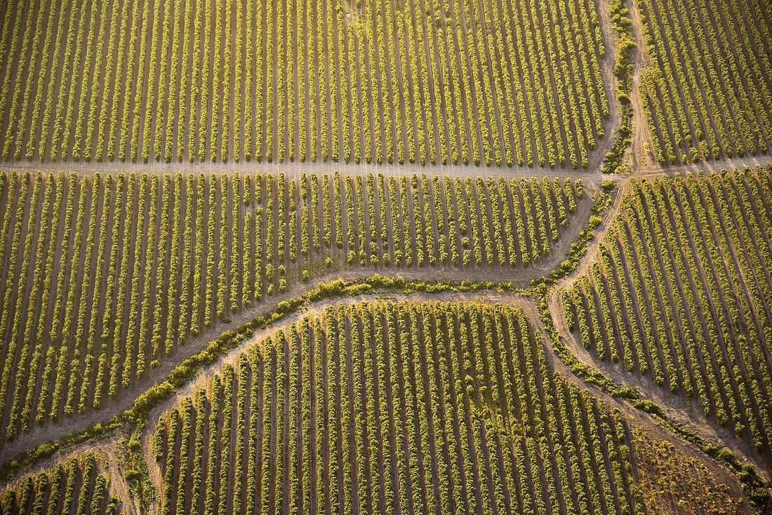 Vineyards, Spain, aerial photograph
