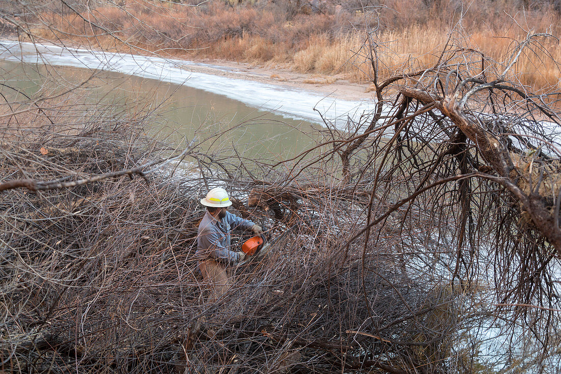 Removing invasive tamarisks from Dolores River, USA