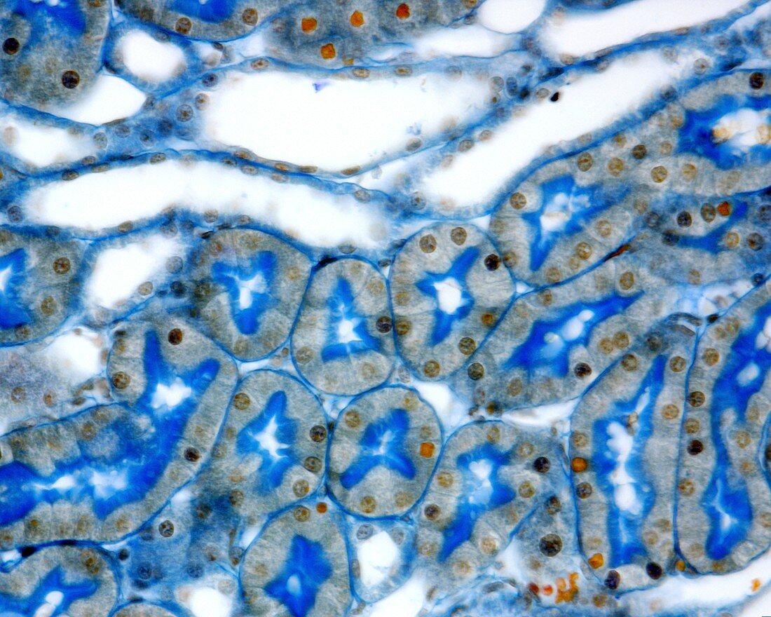 Kidney convoluted tubules, light micrograph