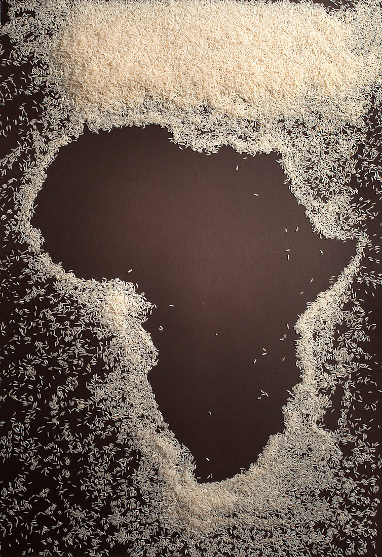 Rice in Africa, conceptual image