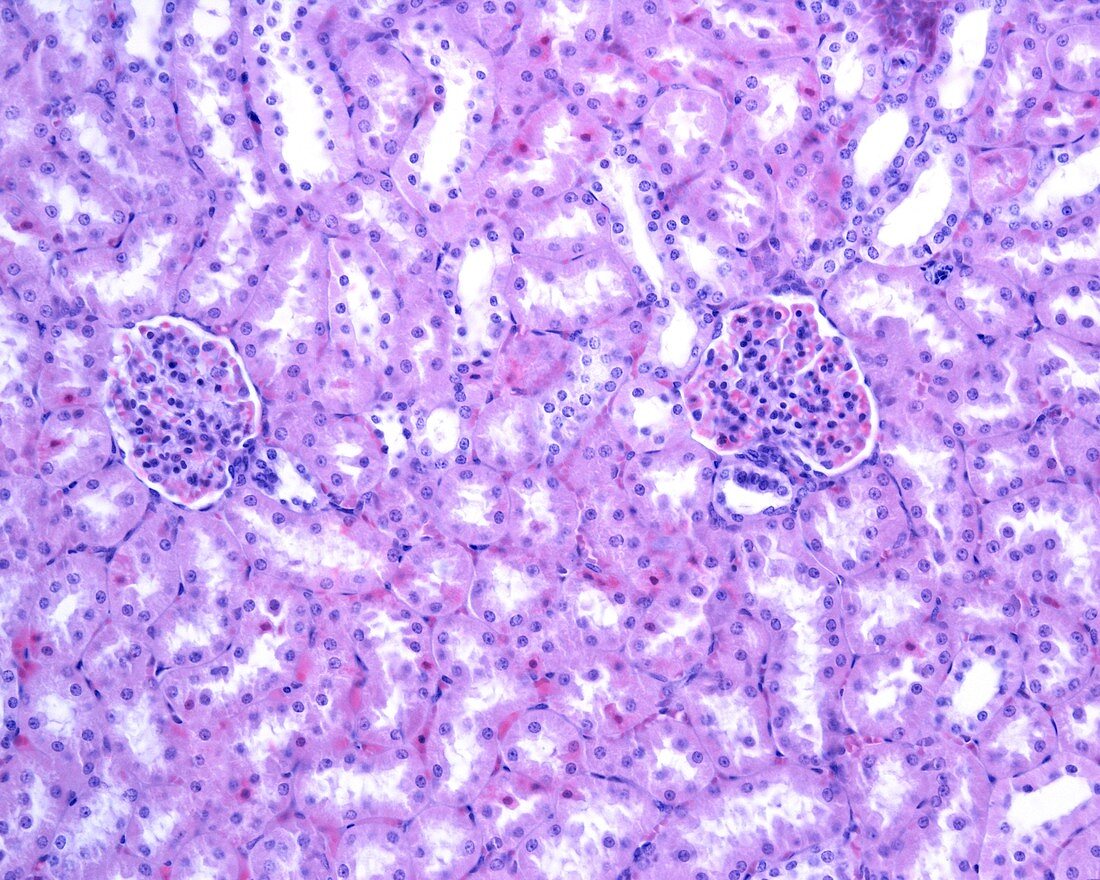 Kidney macula densa, light micrograph