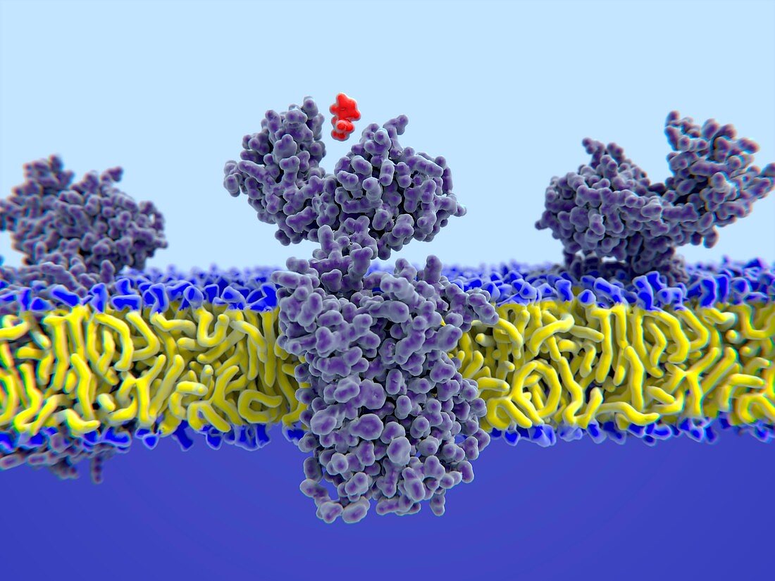 Histamine binding to receptor, illustration