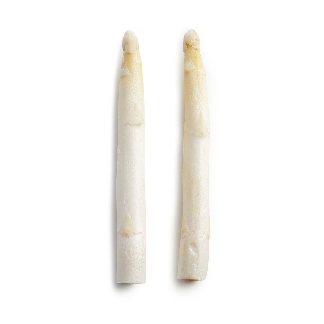 White asparagus